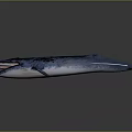 Realistic 3D Blue Whale Model With Open Mouth Shiny Skin And Dark Background
