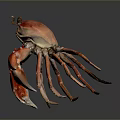 Red Crab Close Up View With Vibrant Color And Detailed Claws On Dark Background