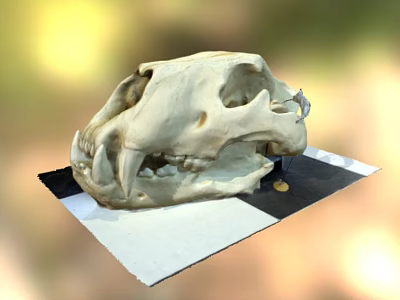 Animal skull display on black and white checkered platform with natural elements background 3d model