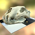 Animal skull display on black and white checkered platform with natural elements background