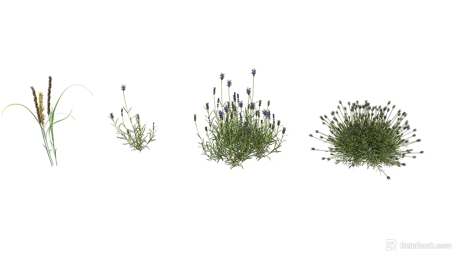 Different Sizes of Lavender Plants for Garden Decoration and Landscaping 3d model 