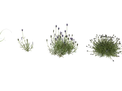 Different Sizes of Lavender Plants for Garden Decoration and Landscaping 3d model