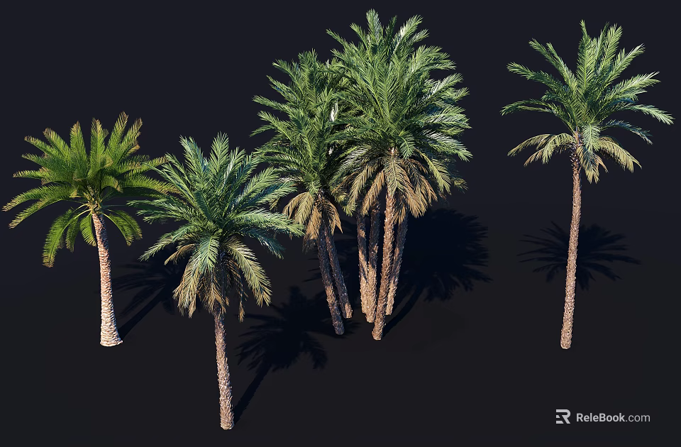 Multiple Palm Trees With Green Fronds Textured Trunks And Natural Shadows 3d model 