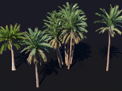 Multiple Palm Trees With Green Fronds Textured Trunks And Natural Shadows 3d model