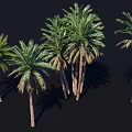 Multiple Palm Trees With Green Fronds Textured Trunks And Natural Shadows 3d model