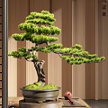 Modern Chinese Style Bonsai Plant Interior With Wooden Wall And Lush Foliage