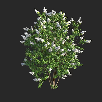 Modern Tyranno Gil Ou Lilac Ou Lilac Bergamot Lilac Shrub 3d model