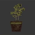 Vibrant Green Potted Plant with Lush Leaves in Square Reddish Brown Pot with Yellow Rim