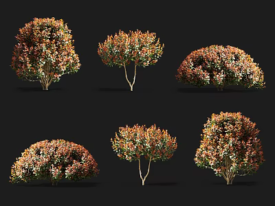 Colorful Shrubs With Orange And Green Foliage In Various Garden Shapes 3d model
