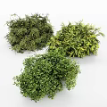 Three Different Green Leafy Plants Decorative Ornament Arrangement For Home Interior