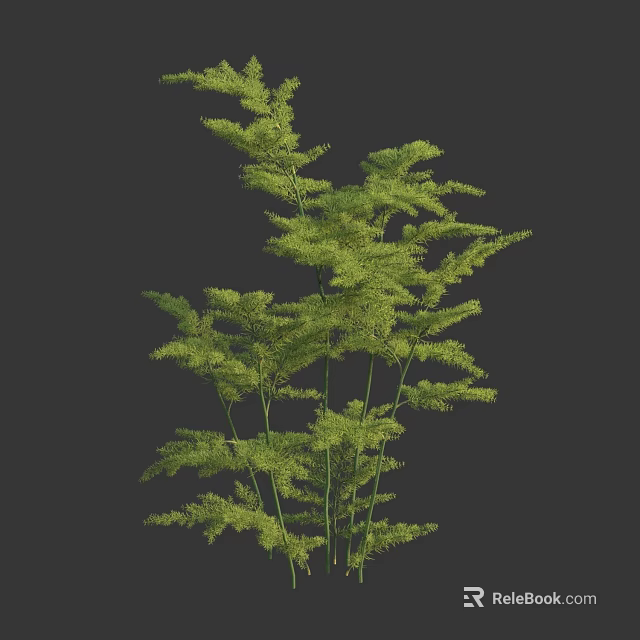 Green Fern Plant With Slender Stems And Feathery Leaves On Dark Background 3d model 