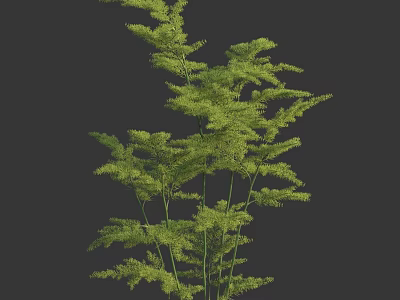 Green Fern Plant With Slender Stems And Feathery Leaves On Dark Background 3d model