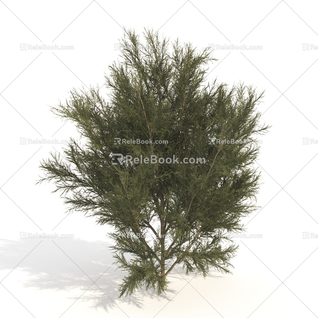 trees plants dwarf trees shrubs 3d model