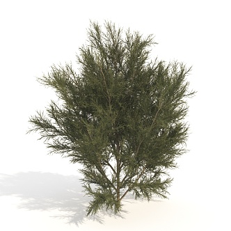 trees plants dwarf trees shrubs 3d model