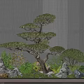 Peaceful Courtyard Garden with Majestic Pine Tree Rocks Lush Greenery Gray Walls and Wooden Flooring