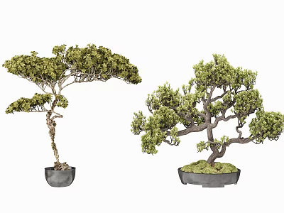 Artistic Bonsai Trees with Green Leaves Twisted Trunks and Mossy Bases in Decorative Pots 3d model