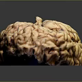 Realistic Game Movie Character Brain With Grooved Yellow Brown Surface Black Base And Reflections