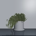 Bonsai Potted Plant With White Concrete Pot And Lush Green Hanging Branches