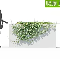 Climbing Green Vines Growing On White Structure With Lush Leaves And Shadows