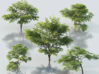Arbor Trees Displaying Lush Green Foliage and Various Natural Growth Shapes in Outdoor Space 3d model