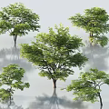 Arbor Trees Displaying Lush Green Foliage and Various Natural Growth Shapes in Outdoor Space
