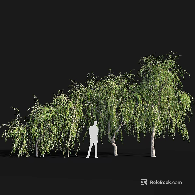 Weeping Willows With Lush Hanging Branches And Person Silhouette On Dark Background 3d model 