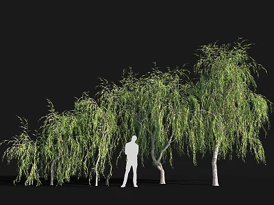 Weeping Willows With Lush Hanging Branches And Person Silhouette On Dark Background 3d model