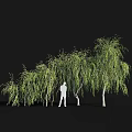 Weeping Willows With Lush Hanging Branches And Person Silhouette On Dark Background
