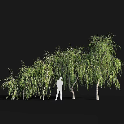 Weeping Willows With Lush Hanging Branches And Person Silhouette On Dark Background 3d model