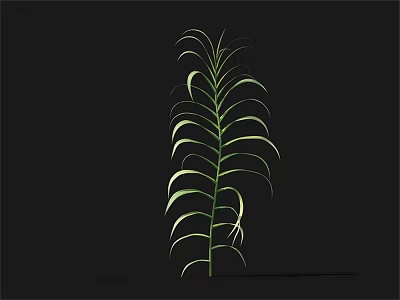 Lush Green Plant With Long Curved Leaves Against Black Background 3d model