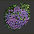 Vibrant Purple Hydrangea Bouquet With Lush Green Leaves And Stones