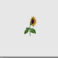 Bright Yellow Sunflower Plant With Brown Disc And Green Leaves On Green Stem