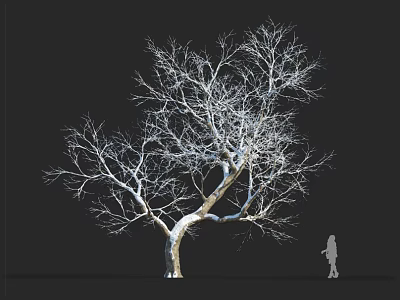 Tall Bare Branched Tree Silhouette Against Black Background With Human Figure 3d model