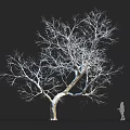 Tall Bare Branched Tree Silhouette Against Black Background With Human Figure
