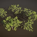 Green Trees with Slender Trunks and Lush Foliage on Dark Background with Ground Shadows
