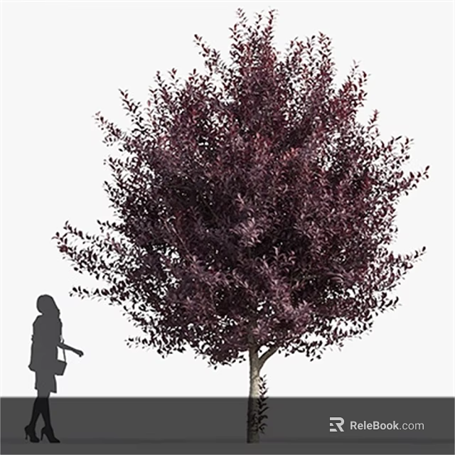 Tall Tree With Dark Purple Foliage And Human Silhouette For Size Reference 3d model