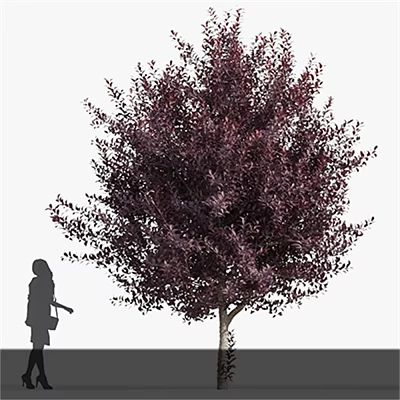 Tall Tree With Dark Purple Foliage And Human Silhouette For Size Reference 3d model