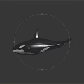 Orca Whale 3D Model with Black and White Color on Gray Background and Reflective Surface