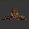 Brown Spotted Frog With Yellow Belly And Webbed Feet On Dark Background