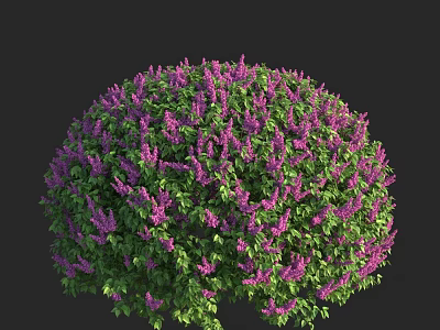 Lush Round Shrub With Vibrant Purple Flowers And Green Leaves 3d model