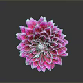 Pink Dahlia Flower with Layered Pink and White Petals on Dark Background with Reflection