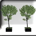 Green Leafy Potted Trees in Black Square Planters Against White Background 3d model
