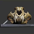 Detailed Animal Skull Specimen With Natural Texture On Gray Platform Surface