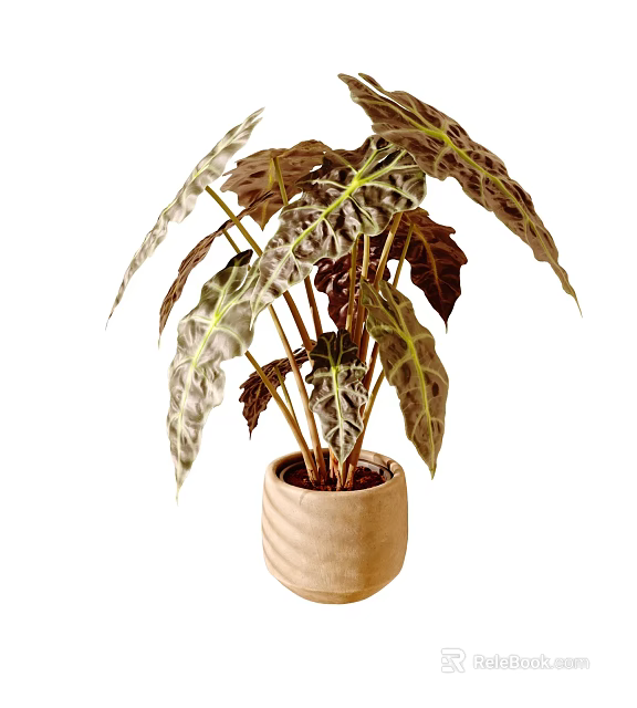 Decorative Indoor Potted Plant With Unique Patterned Leaves In Light Brown Wavy Textured Pot 3d model 