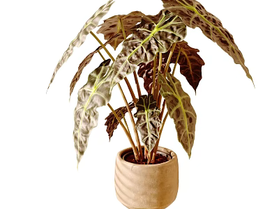 Decorative Indoor Potted Plant With Unique Patterned Leaves In Light Brown Wavy Textured Pot 3d model