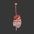 3D Anatomical Model of Human Internal Organs Showing Liver and Intestines
