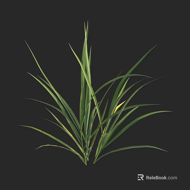 Fresh Green Grass Plant With Long Slender Leaves Against Black Background 3d model 