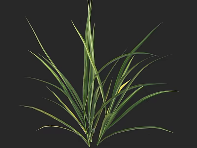 Fresh Green Grass Plant With Long Slender Leaves Against Black Background 3d model