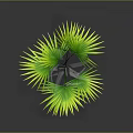 Vibrant Lush Palm Plant With Large Green Leaves And Yellow Edges