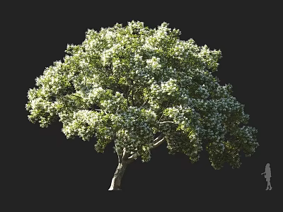 Tall Arbor Featuring Lush Green Foliage Thick Trunk And Human Figure For Scale 3d model